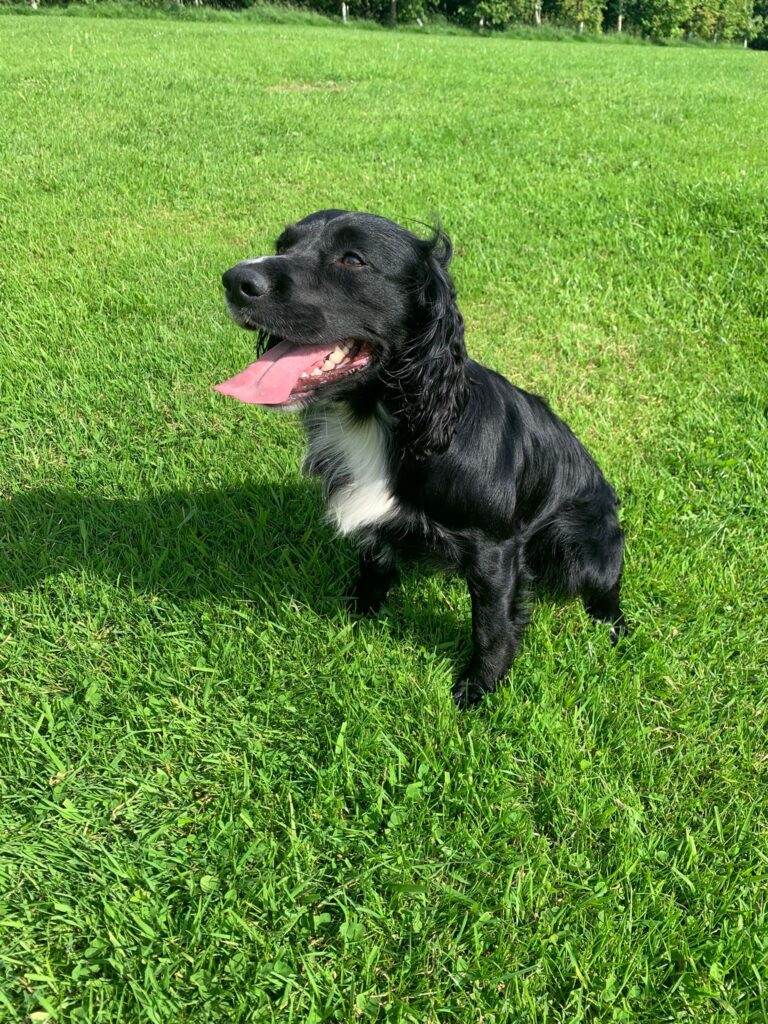 dog friendly caravan park yorkshire dales