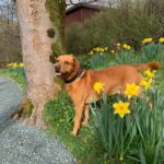 dog friendly caravan park yorkshire dales