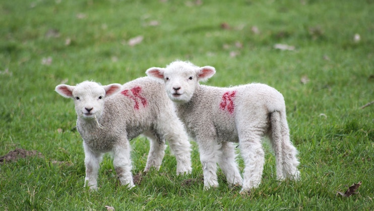 settle in spring
